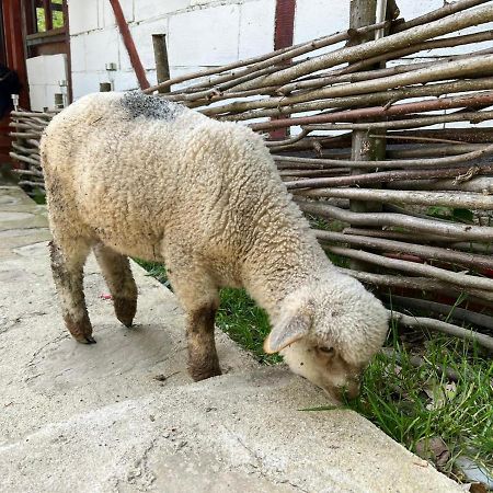 Cabana „Stâna din Deal” Provita de Sus Exterior foto