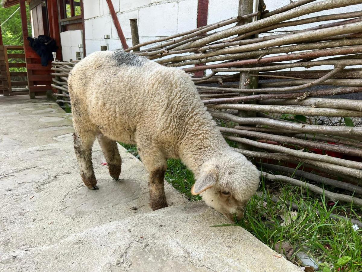 Cabana „Stâna din Deal” Provita de Sus Exterior foto